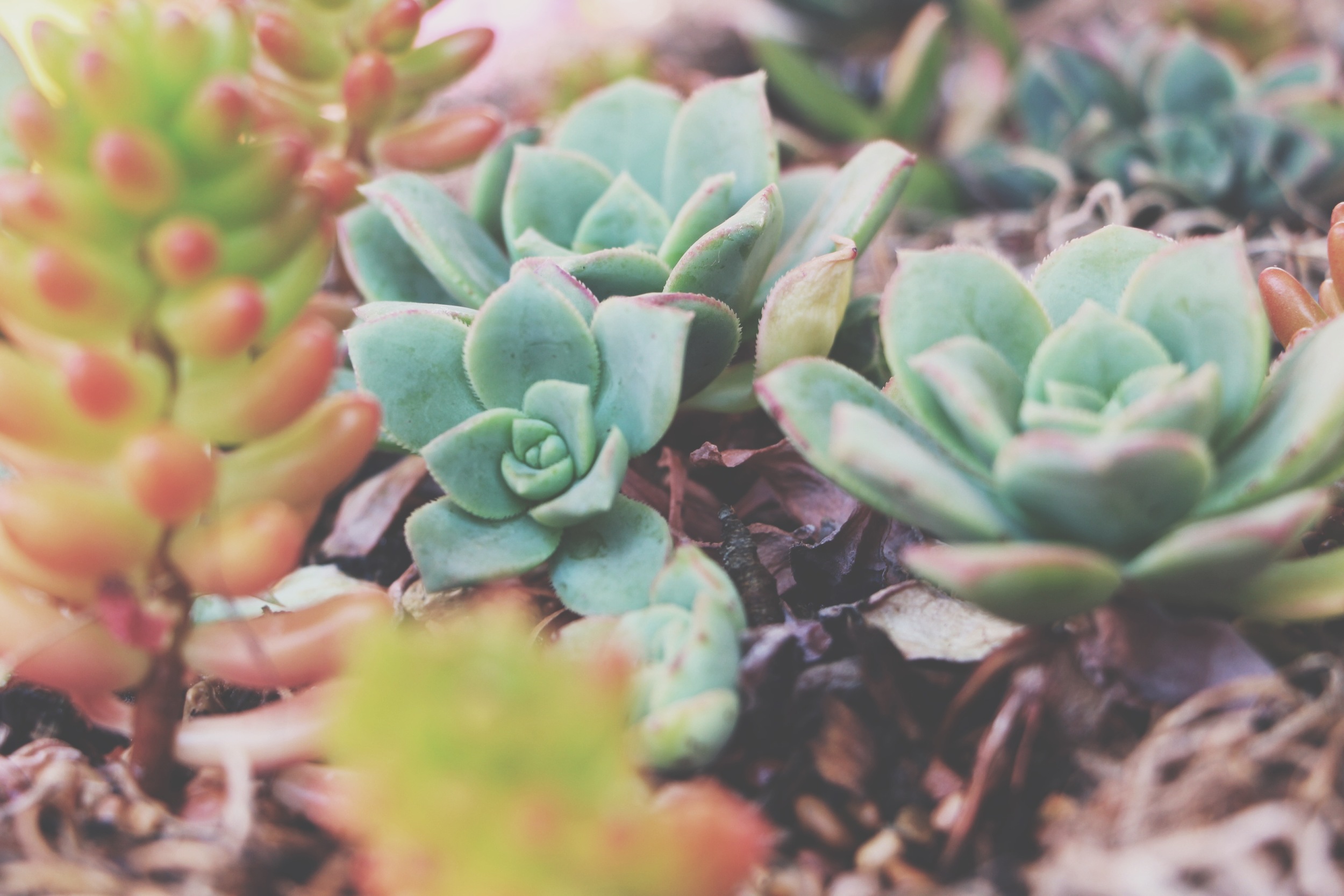 succulent arrangement via needles + leaves